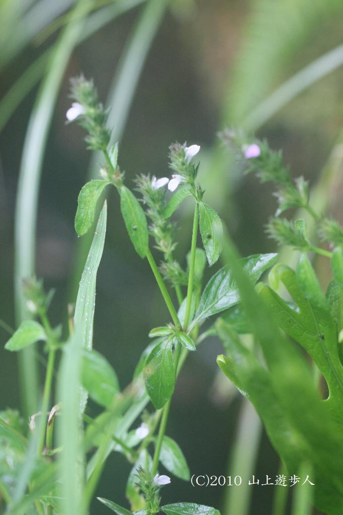 マウスホイールで拡大