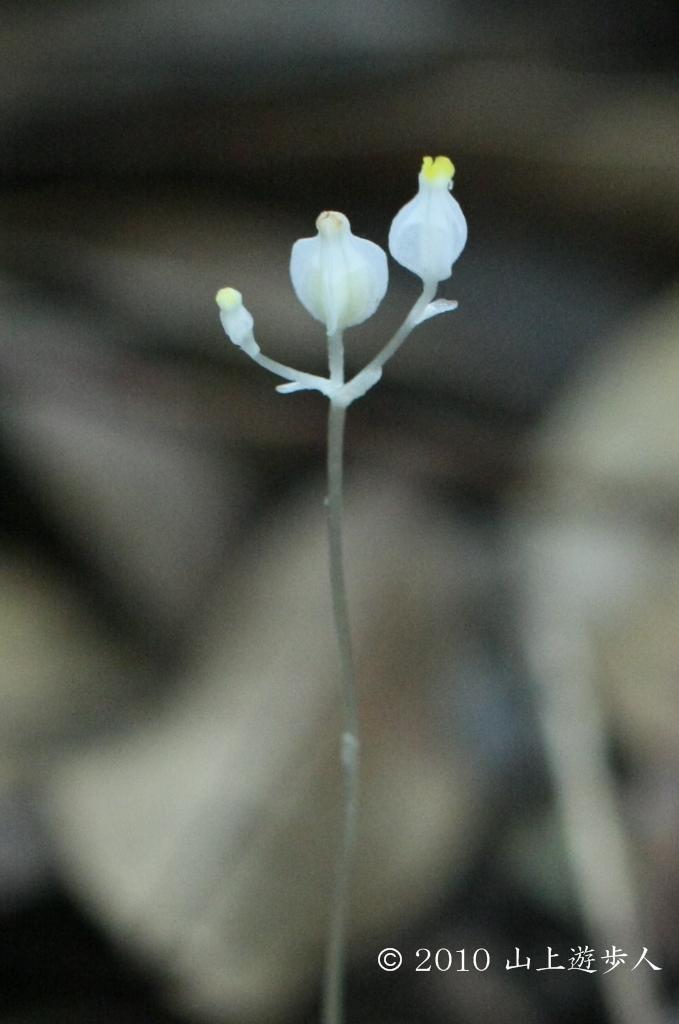 マウスホイールで拡大