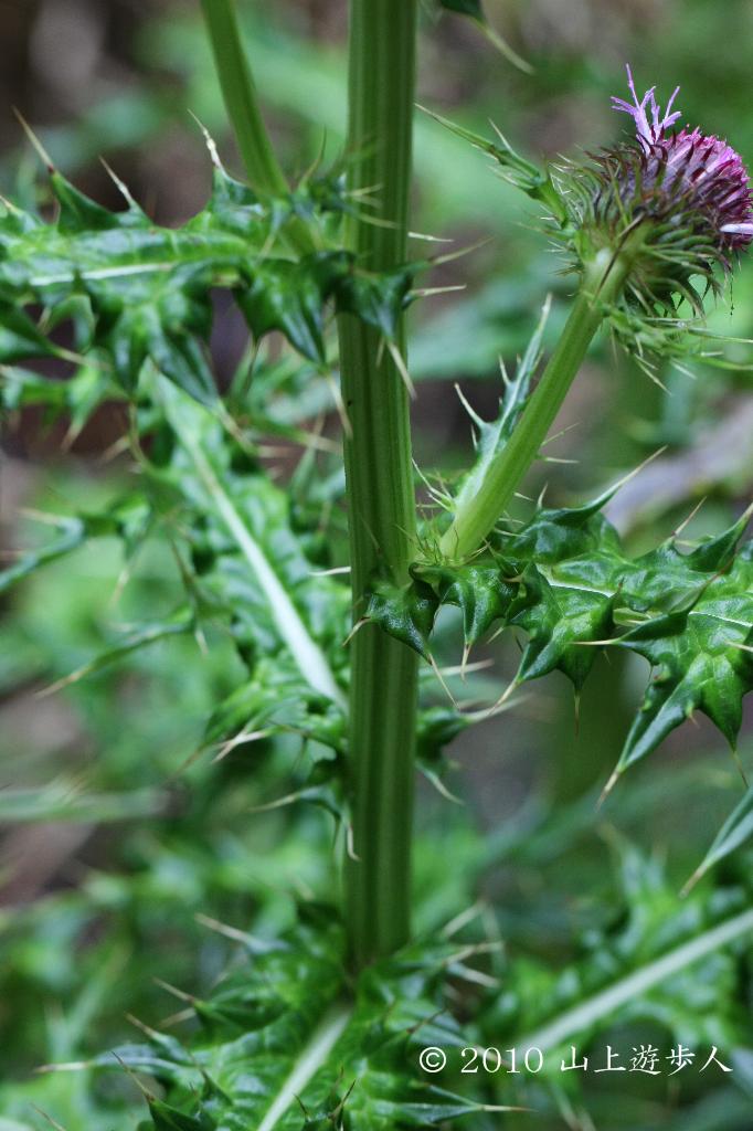 マウスホイールで拡大