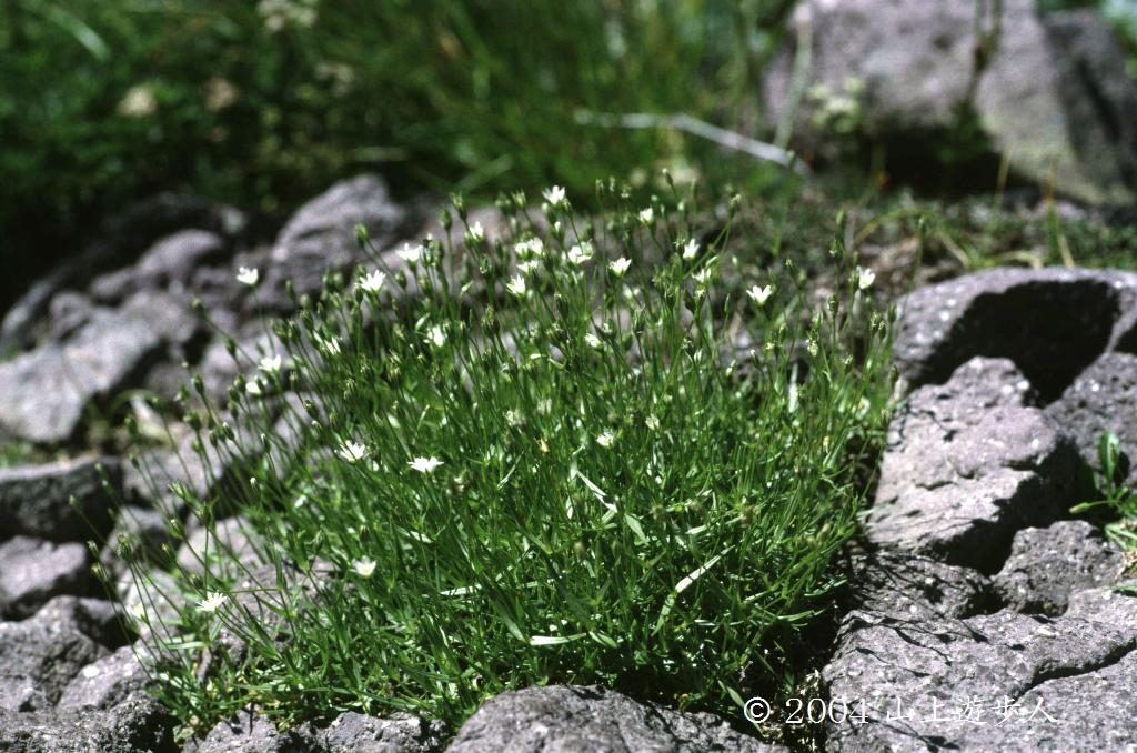 マウスホイールで拡大