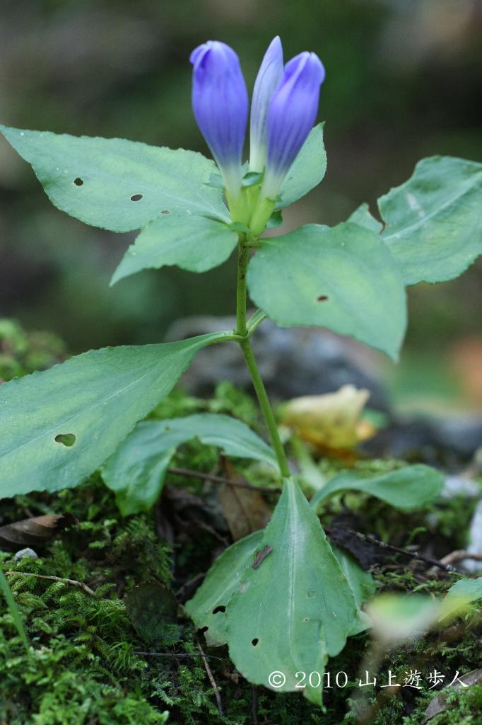 マウスホイールで拡大