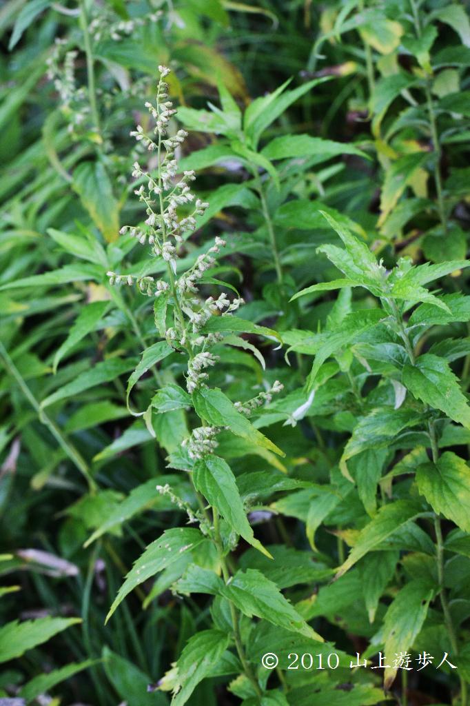 マウスホイールで拡大