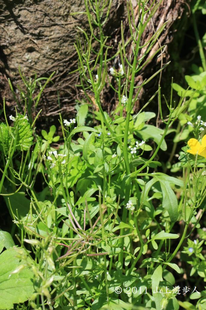 マウスホイールで拡大