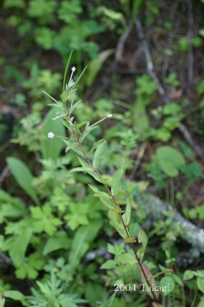 マウスホイールで拡大