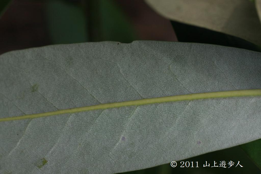 マウスホイールで拡大