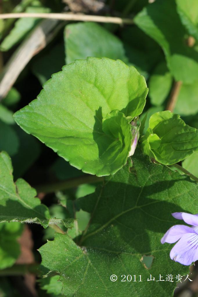 マウスホイールで拡大