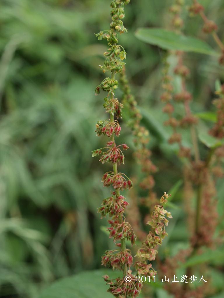 マウスホイールで拡大