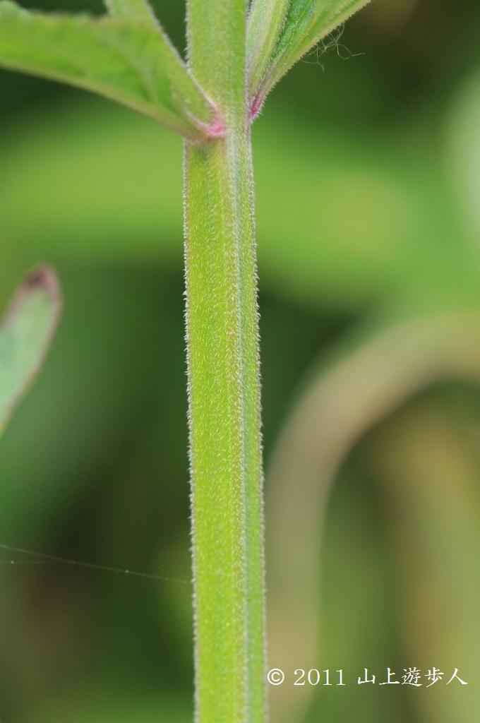 マウスホイールで拡大