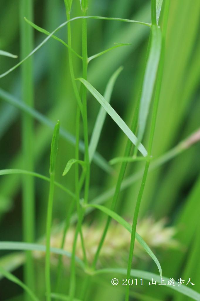 マウスホイールで拡大