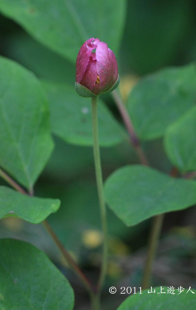 マウスホイールで拡大