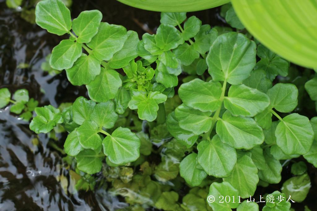 マウスホイールで拡大