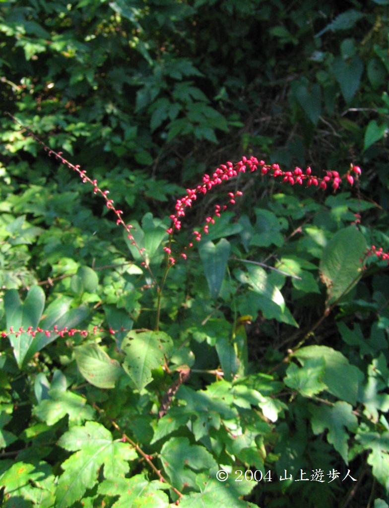 マウスホイールで拡大