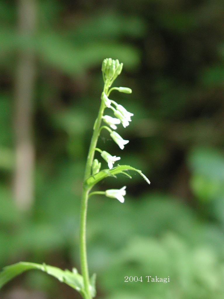 マウスホイールで拡大