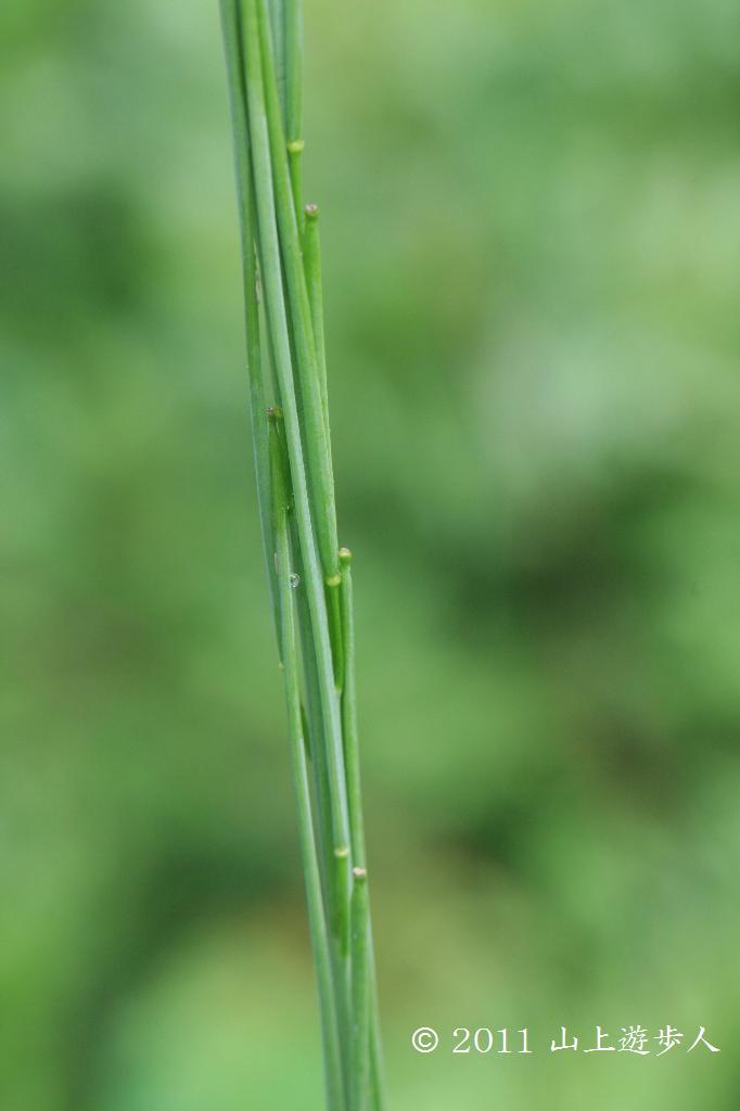 マウスホイールで拡大