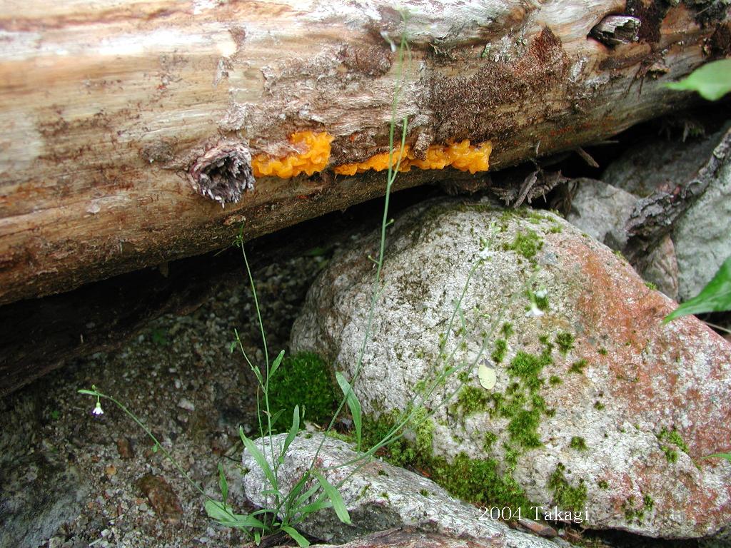 マウスホイールで拡大