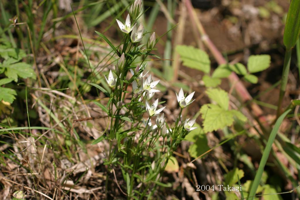 マウスホイールで拡大