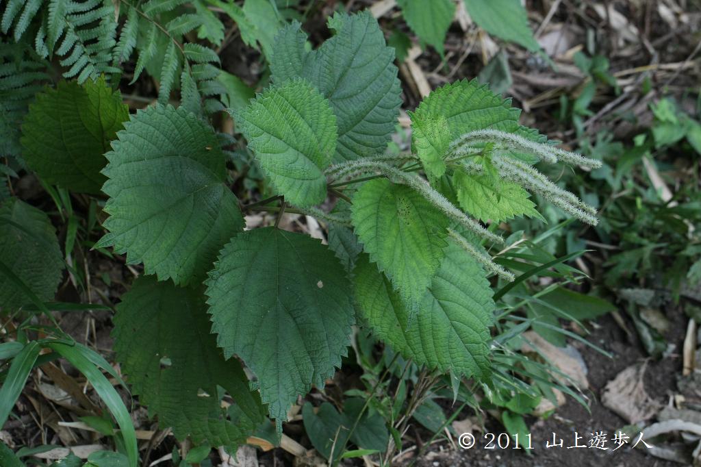 マウスホイールで拡大