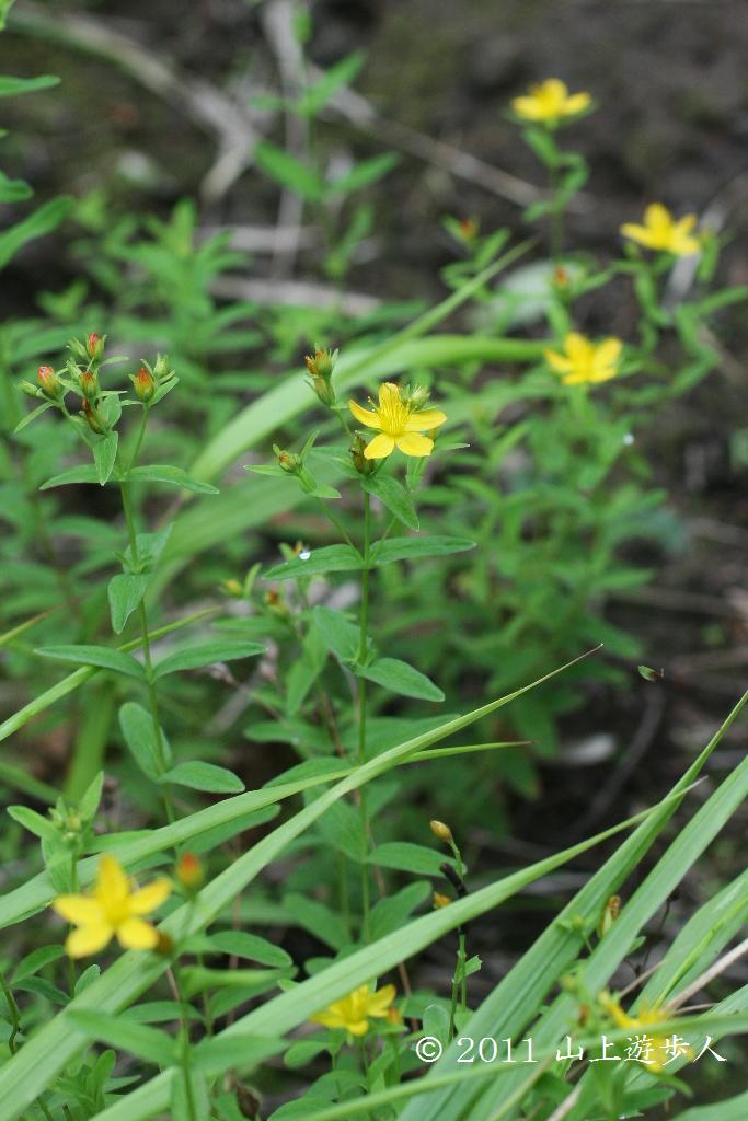 マウスホイールで拡大