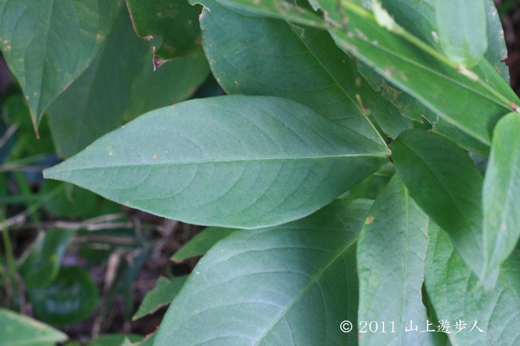 マウスホイールで拡大