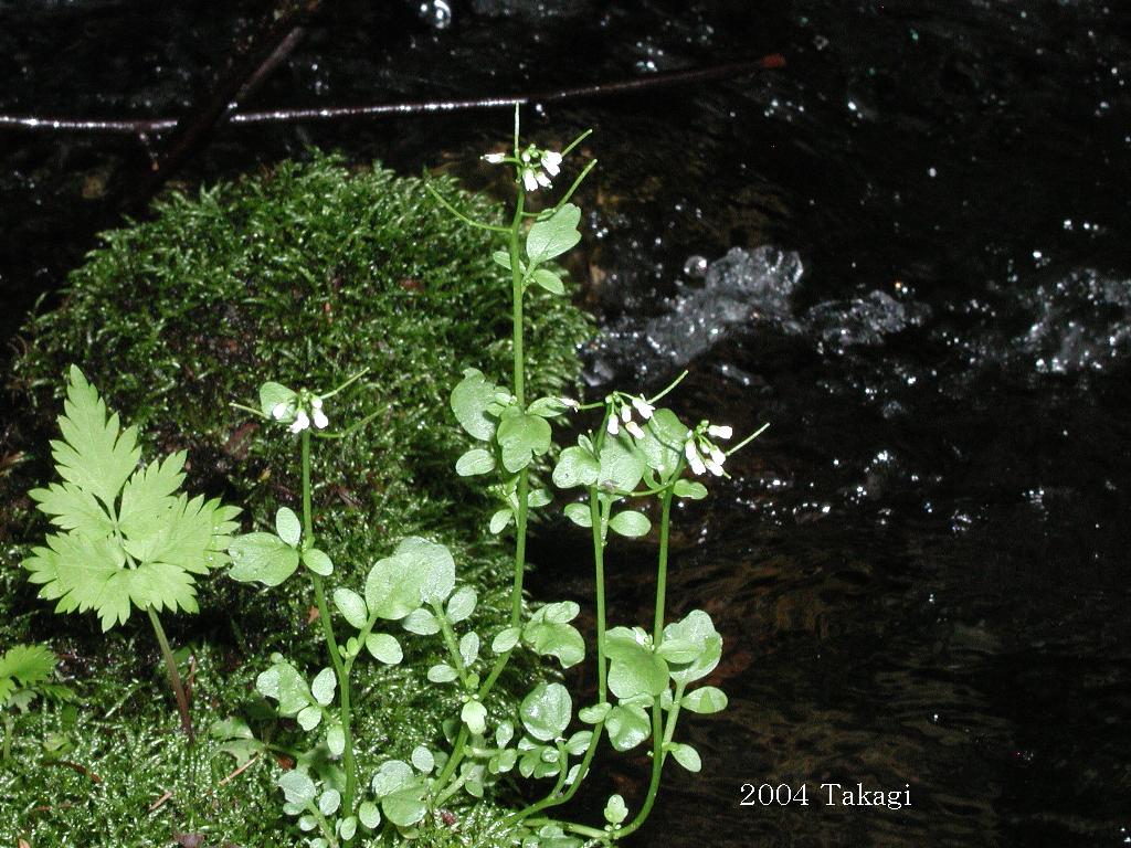 マウスホイールで拡大