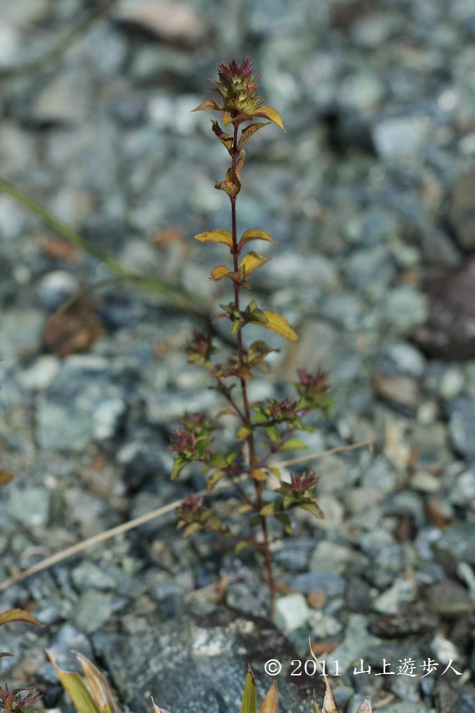 マウスホイールで拡大