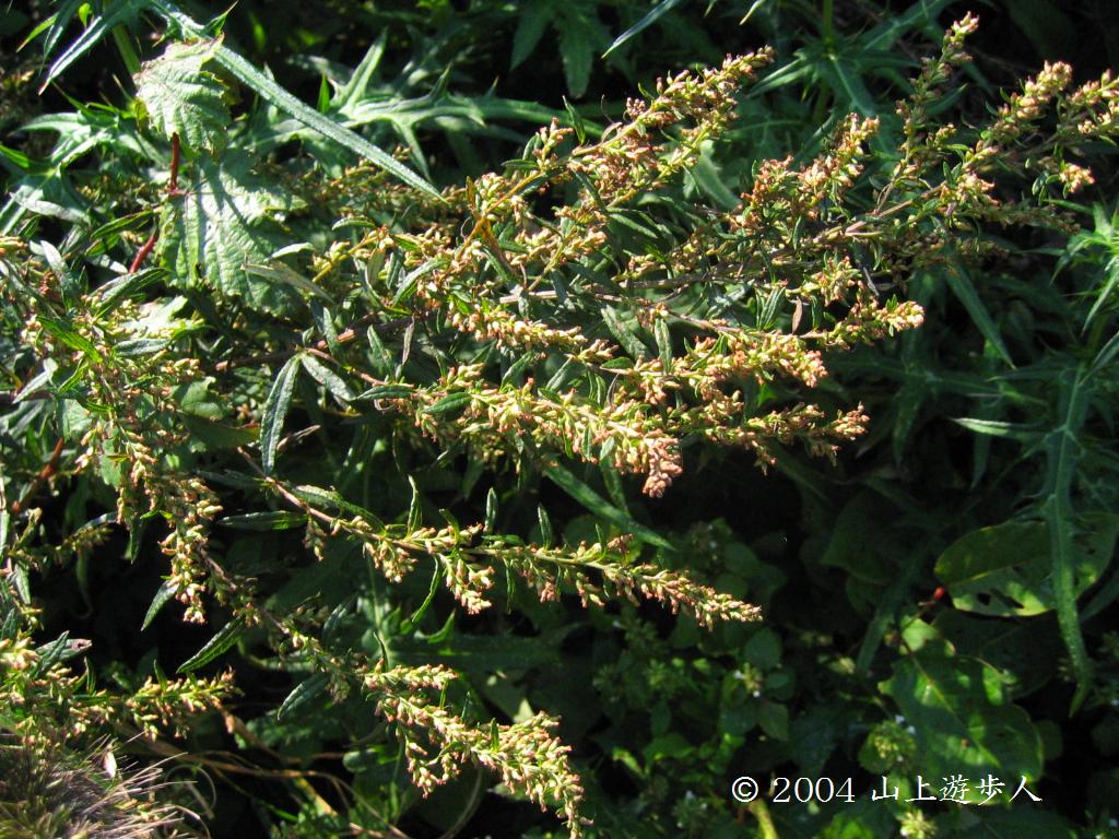 マウスホイールで拡大