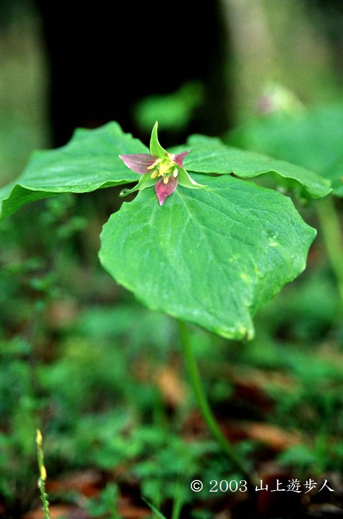 マウスホイールで拡大