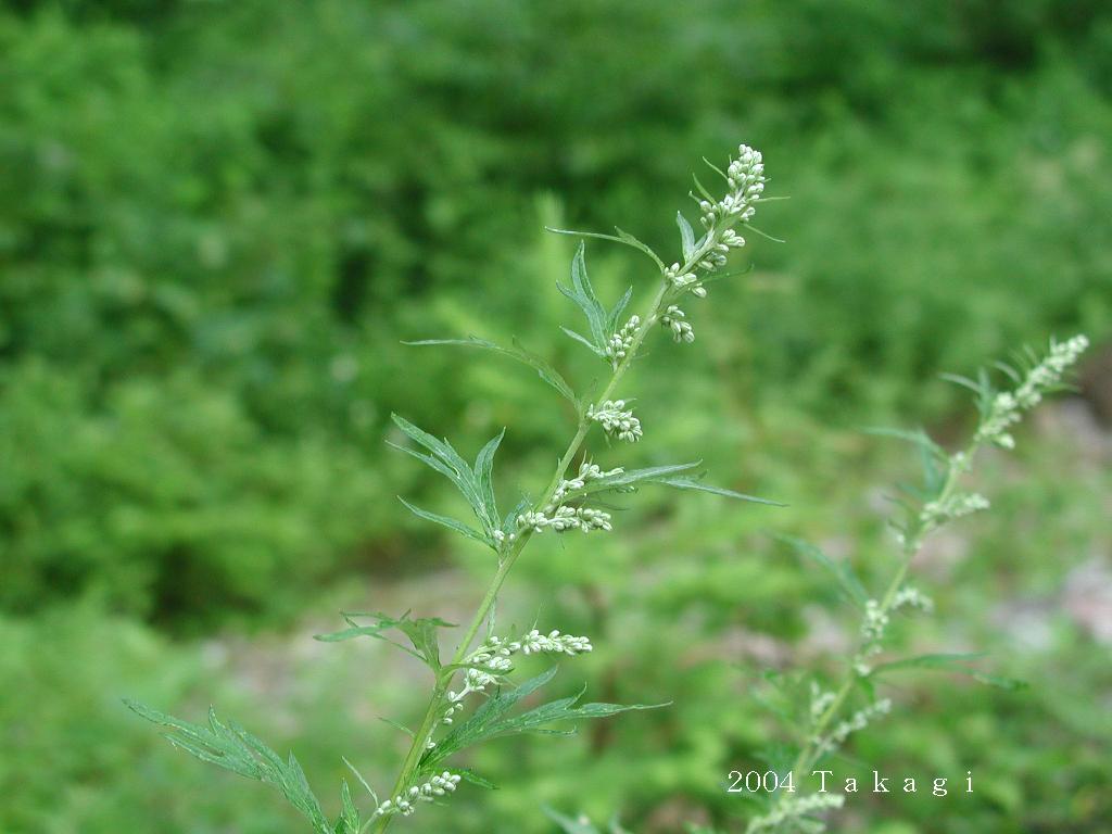 マウスホイールで拡大