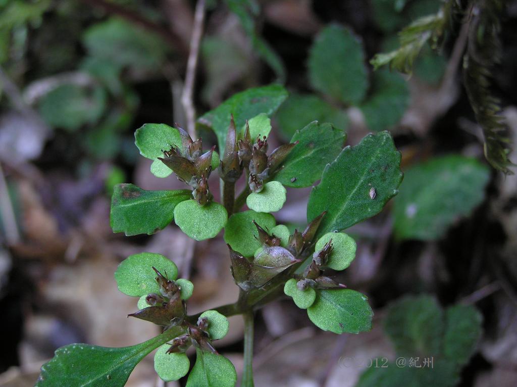 マウスホイールで拡大