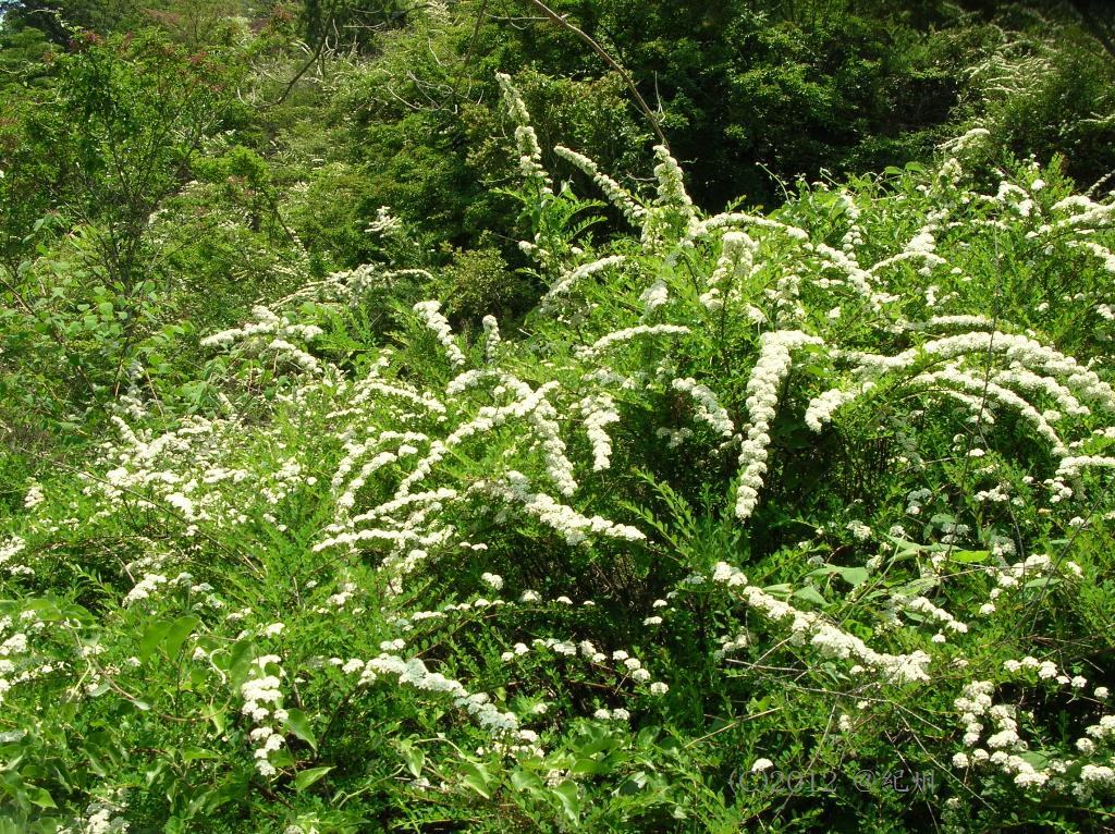 マウスホイールで拡大