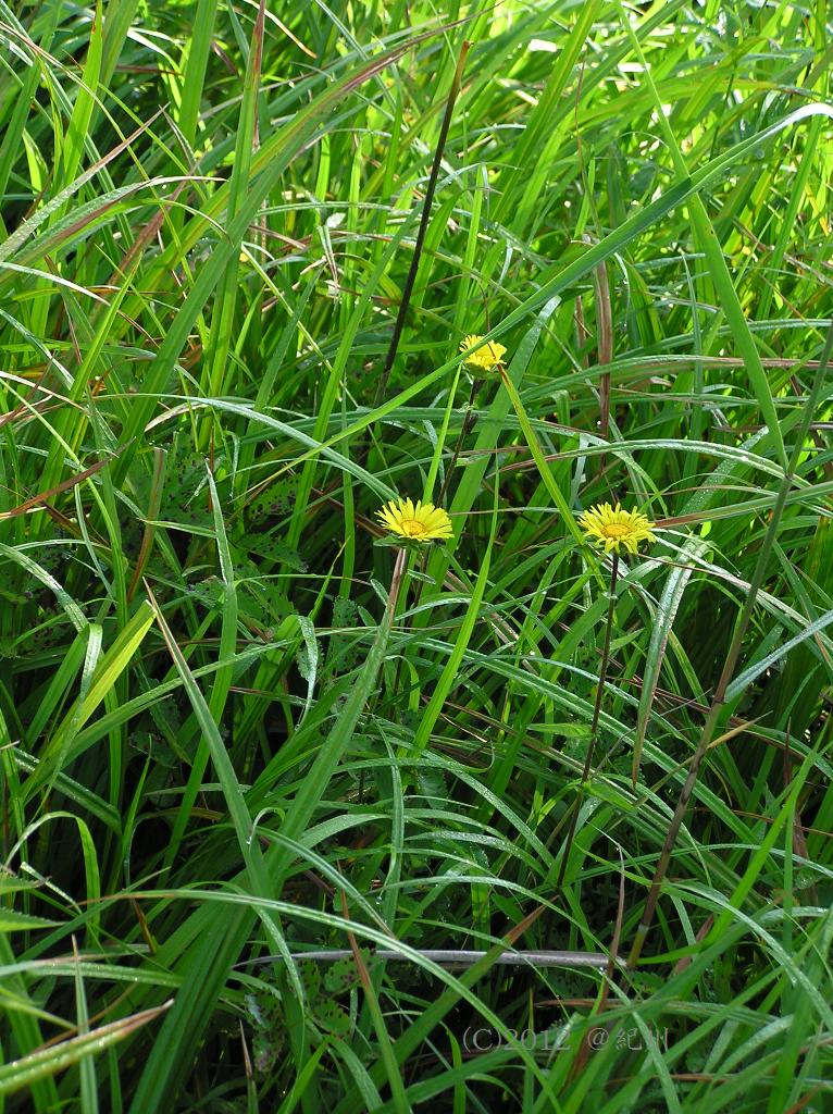 マウスホイールで拡大