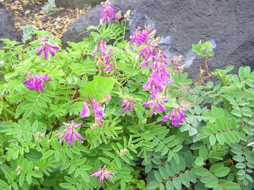 マウスホイールで拡大