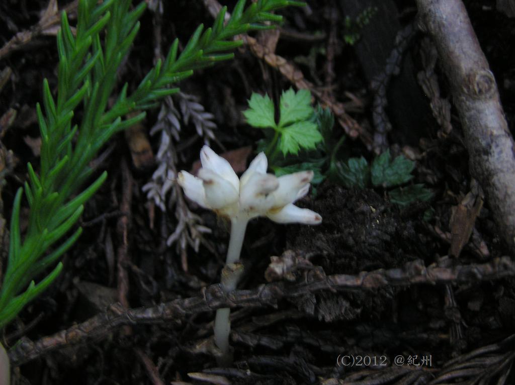 マウスホイールで拡大