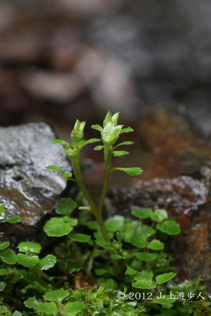 マウスホイールで拡大