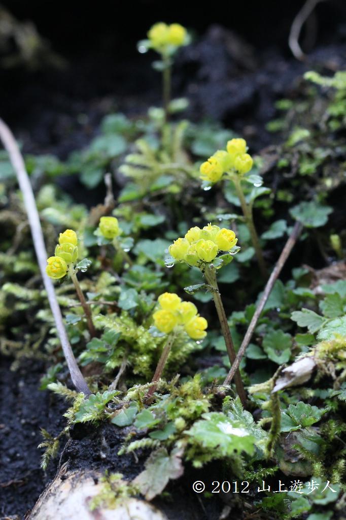 マウスホイールで拡大