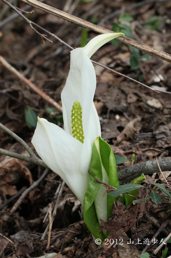 マウスホイールで拡大