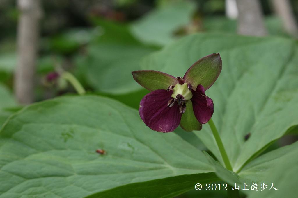 マウスホイールで拡大