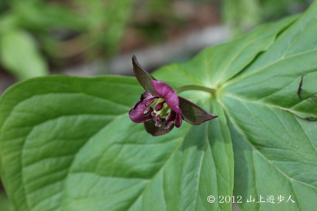 マウスホイールで拡大