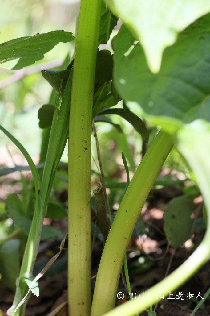 マウスホイールで拡大