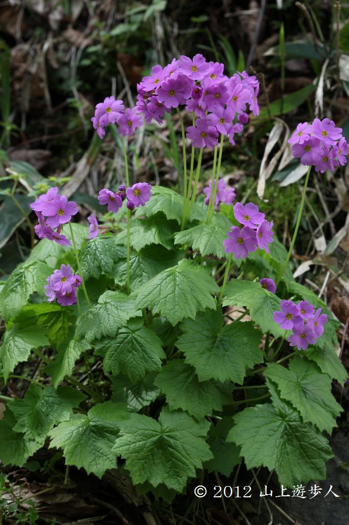 高山植物と山野草、似たもの比較