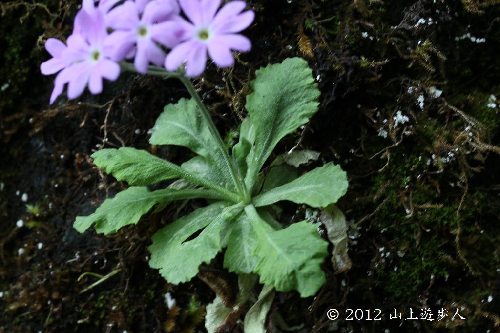 マウスホイールで拡大