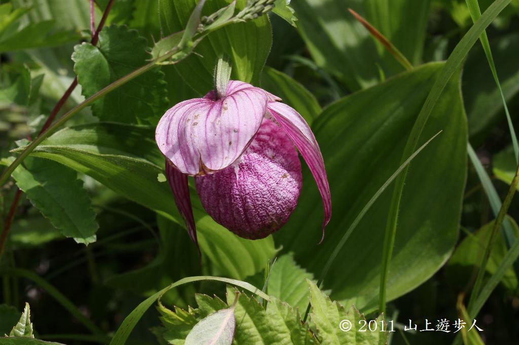 山野草 厚岸ホテイアツモリソウ（H18） 【公式通販】