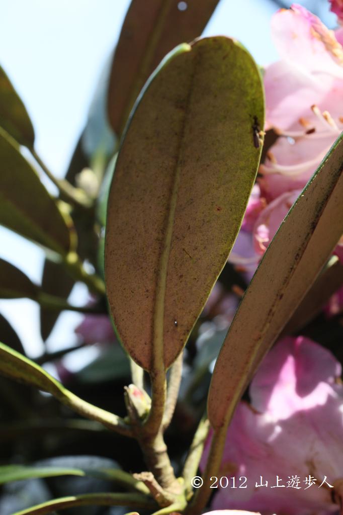 マウスホイールで拡大