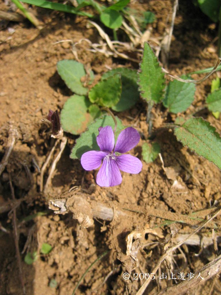 マウスホイールで拡大