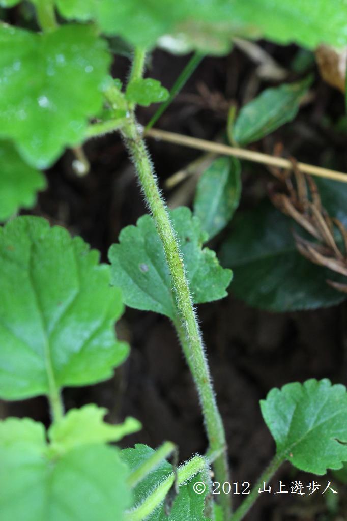 マウスホイールで拡大