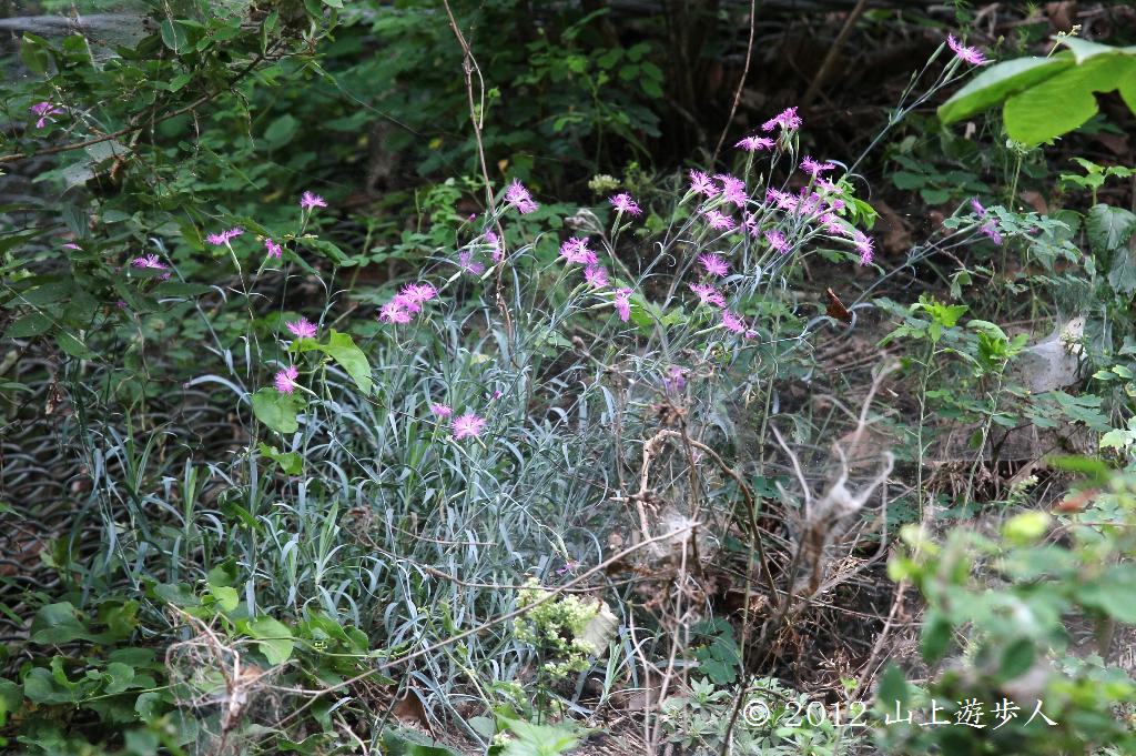 マウスホイールで拡大