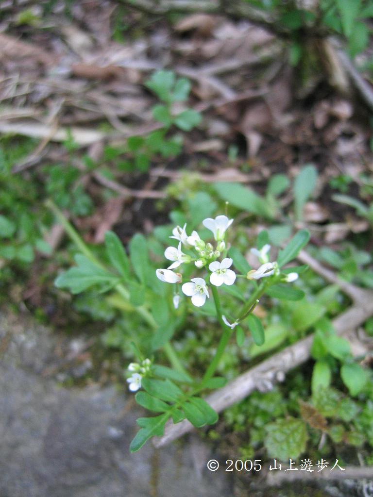 マウスホイールで拡大