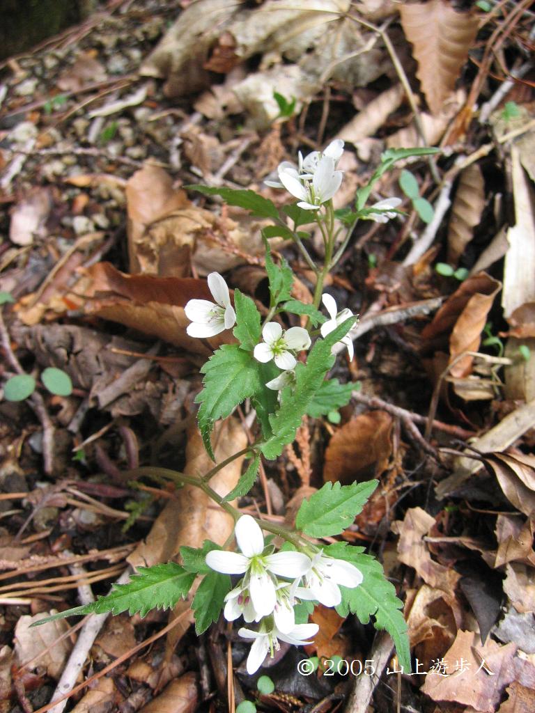 マウスホイールで拡大