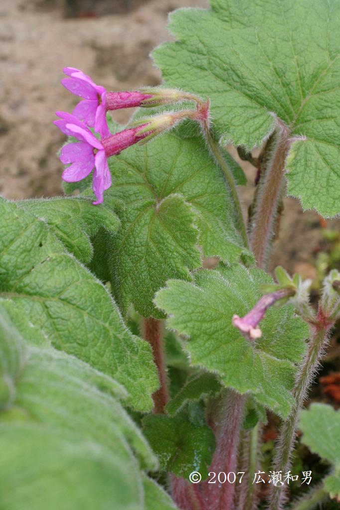 マウスホイールで拡大