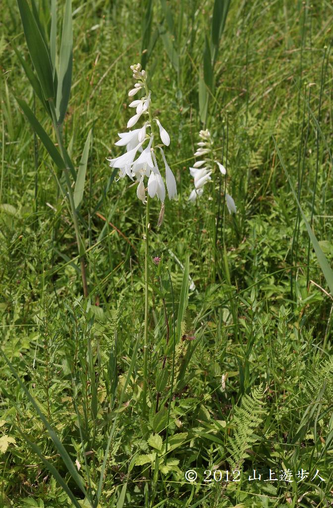 マウスホイールで拡大